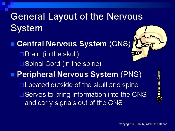 General Layout of the Nervous System n Central Nervous System (CNS) ¨ Brain (in
