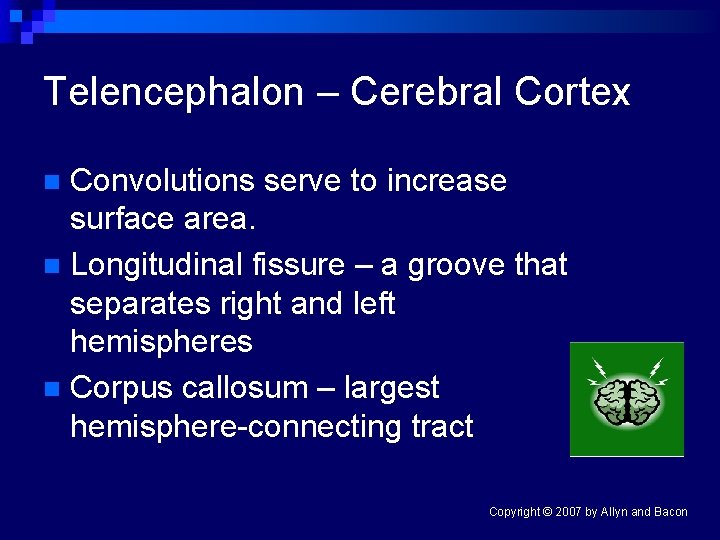 Telencephalon – Cerebral Cortex Convolutions serve to increase surface area. n Longitudinal fissure –