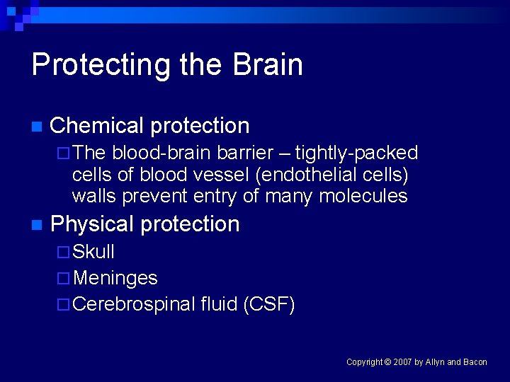 Protecting the Brain n Chemical protection ¨ The blood-brain barrier – tightly-packed cells of