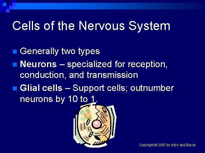 Cells of the Nervous System Generally two types n Neurons – specialized for reception,