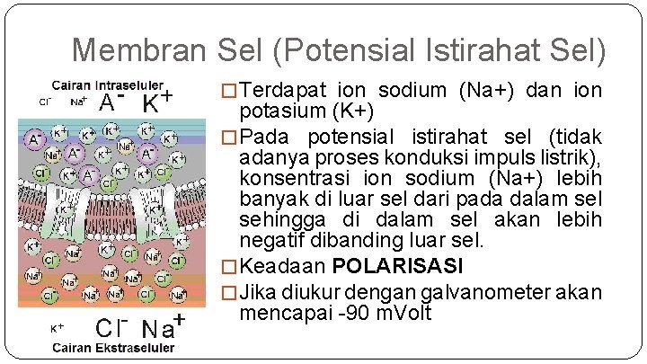 Membran Sel (Potensial Istirahat Sel) � Terdapat ion sodium (Na+) dan ion potasium (K+)