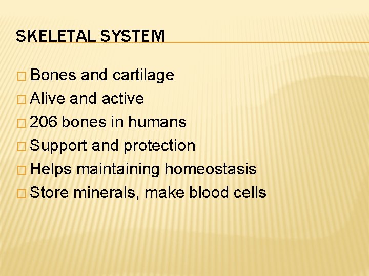SKELETAL SYSTEM � Bones and cartilage � Alive and active � 206 bones in