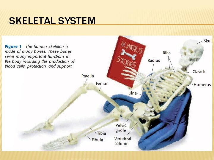 SKELETAL SYSTEM 