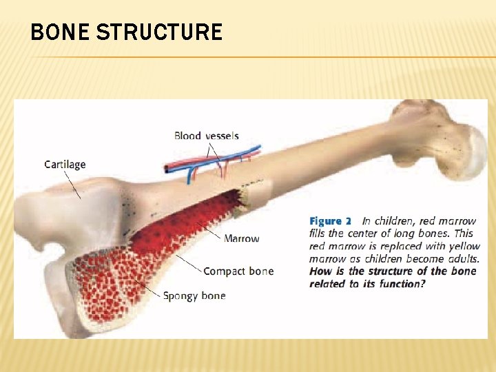 BONE STRUCTURE 