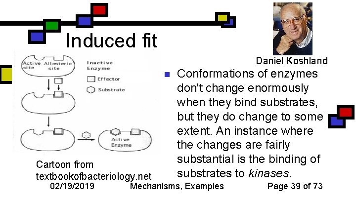Induced fit Daniel Koshland n Cartoon from textbookofbacteriology. net 02/19/2019 Conformations of enzymes don't