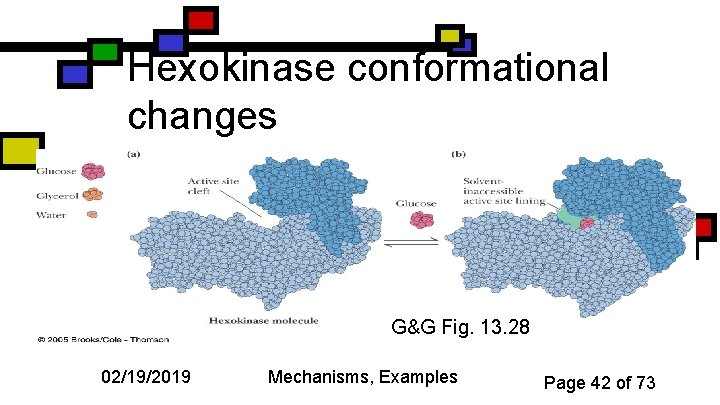 Hexokinase conformational changes G&G Fig. 13. 28 02/19/2019 Mechanisms, Examples Page 42 of 73