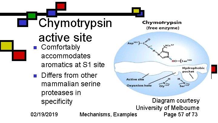 Chymotrypsin active site n n Comfortably accommodates aromatics at S 1 site Differs from