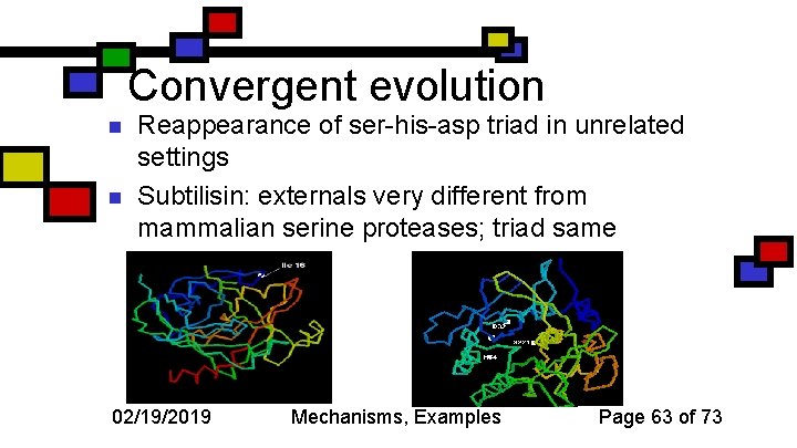 Convergent evolution n n Reappearance of ser-his-asp triad in unrelated settings Subtilisin: externals very