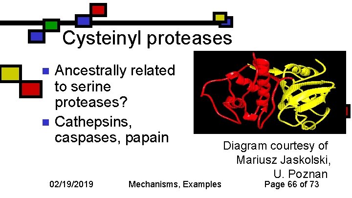 Cysteinyl proteases n n Ancestrally related to serine proteases? Cathepsins, caspases, papain 02/19/2019 Mechanisms,