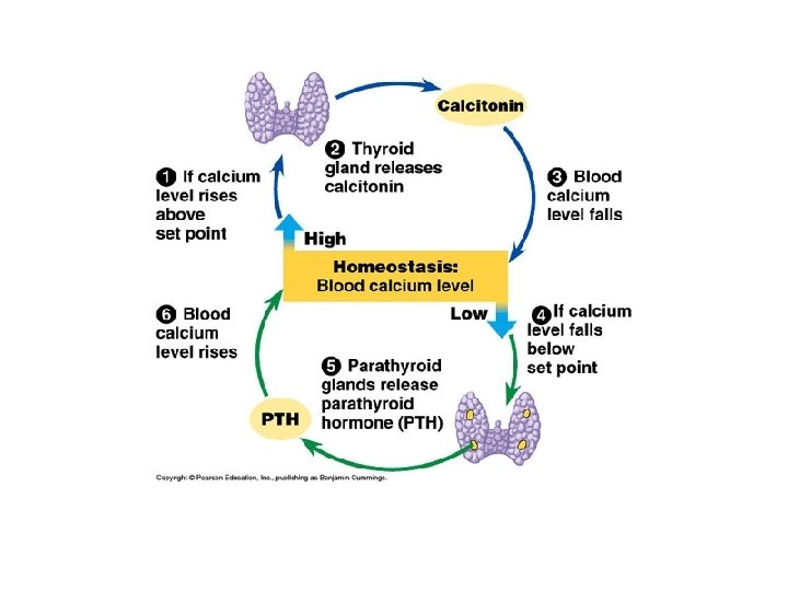 Calcium homeostasis 