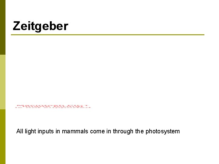 Zeitgeber All light inputs in mammals come in through the photosystem 