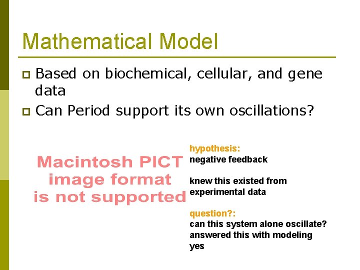 Mathematical Model Based on biochemical, cellular, and gene data p Can Period support its