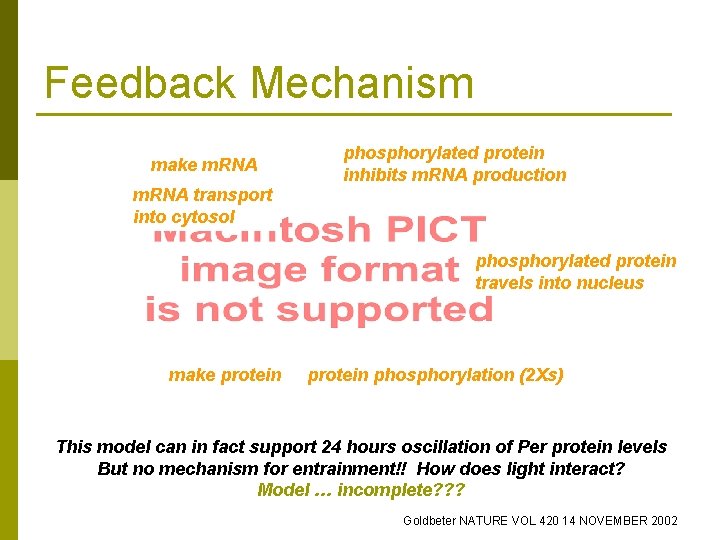 Feedback Mechanism make m. RNA phosphorylated protein inhibits m. RNA production m. RNA transport