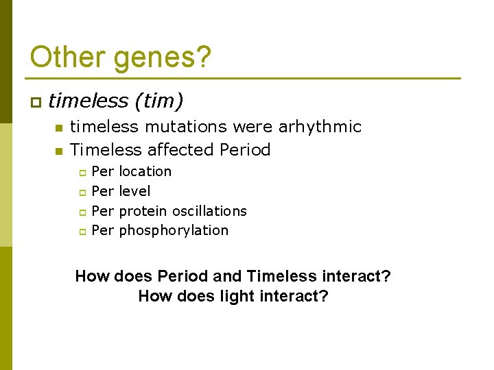 Other genes? p timeless (tim) n n timeless mutations were arhythmic Timeless affected Period