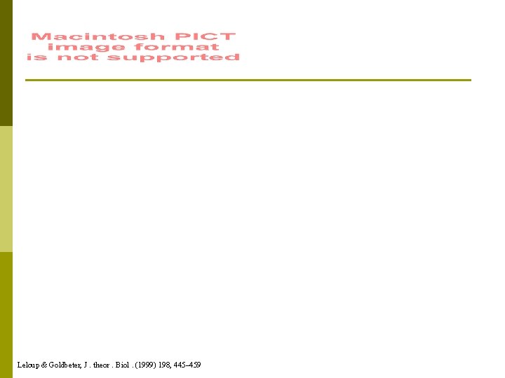 Leloup & Goldbeter, J. theor. Biol. (1999) 198, 445– 459 