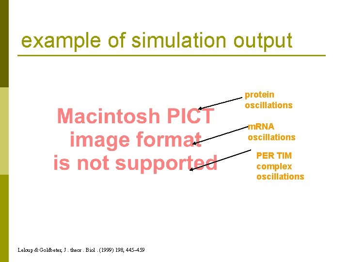 example of simulation output protein oscillations m. RNA oscillations PER TIM complex oscillations Leloup