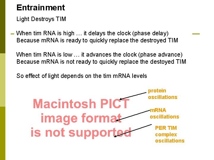 Entrainment Light Destroys TIM When tim RNA is high … it delays the clock