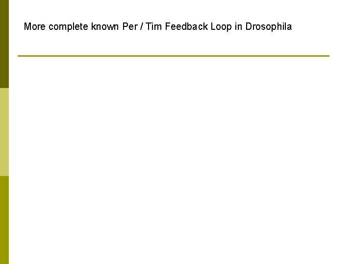 More complete known Per / Tim Feedback Loop in Drosophila 