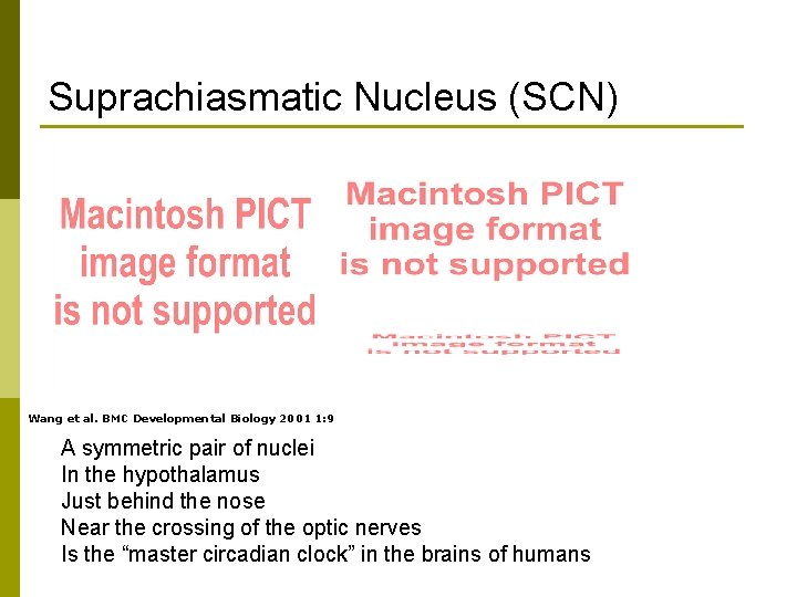 Suprachiasmatic Nucleus (SCN) Wang et al. BMC Developmental Biology 2001 1: 9 A symmetric