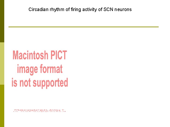 Circadian rhythm of firing activity of SCN neurons 