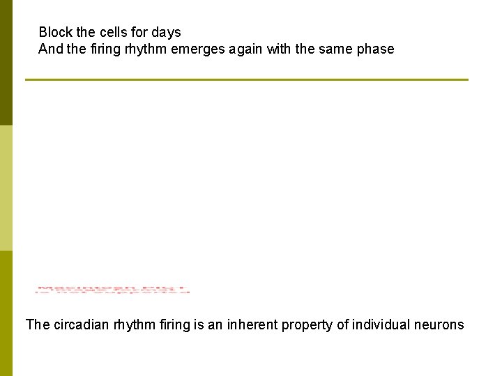 Block the cells for days And the firing rhythm emerges again with the same