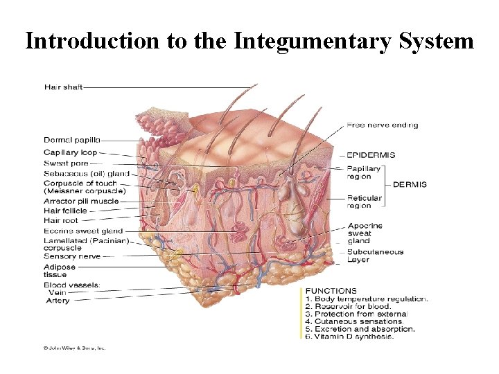 Introduction to the Integumentary System 