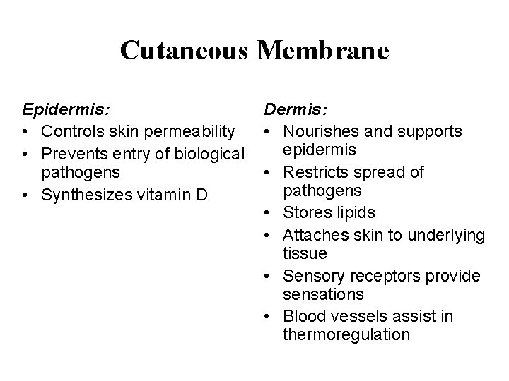 Cutaneous Membrane Epidermis: • Controls skin permeability • Prevents entry of biological pathogens •