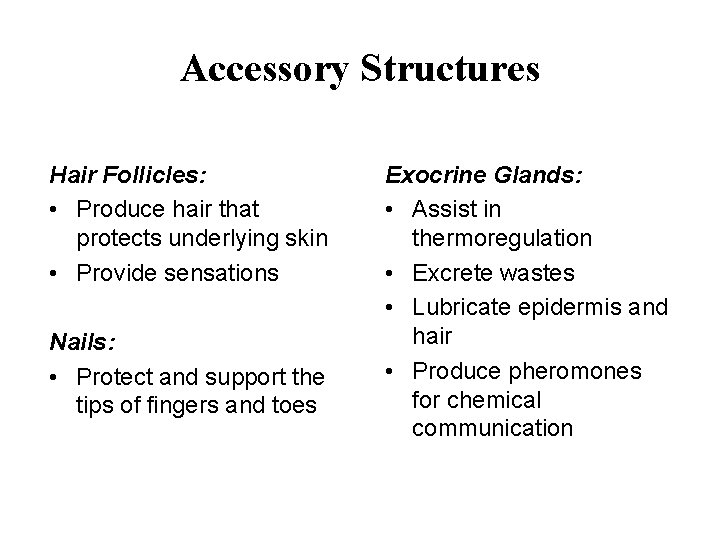 Accessory Structures Hair Follicles: • Produce hair that protects underlying skin • Provide sensations