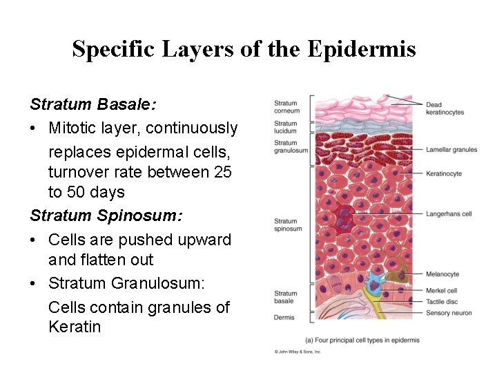 Specific Layers of the Epidermis Stratum Basale: • Mitotic layer, continuously replaces epidermal cells,