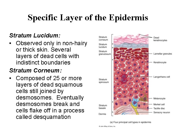Specific Layer of the Epidermis Stratum Lucidum: • Observed only in non-hairy or thick