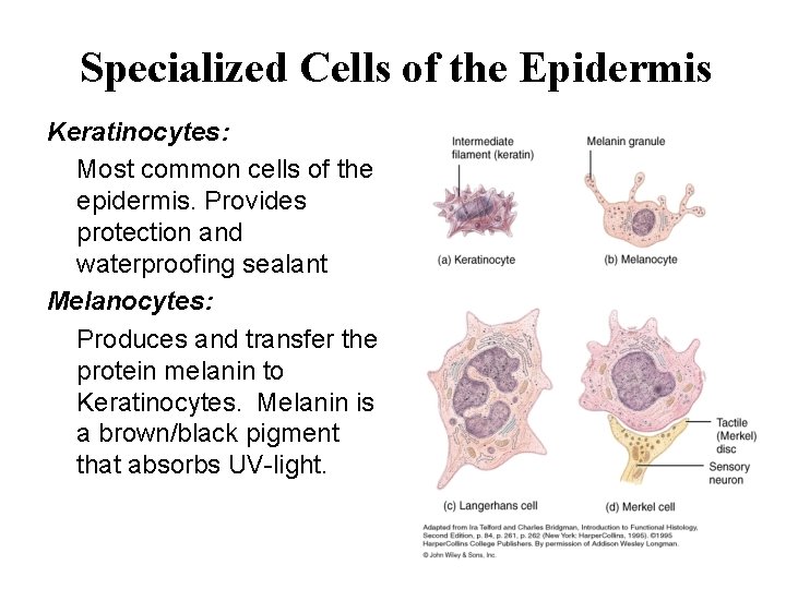 Specialized Cells of the Epidermis Keratinocytes: Most common cells of the epidermis. Provides protection