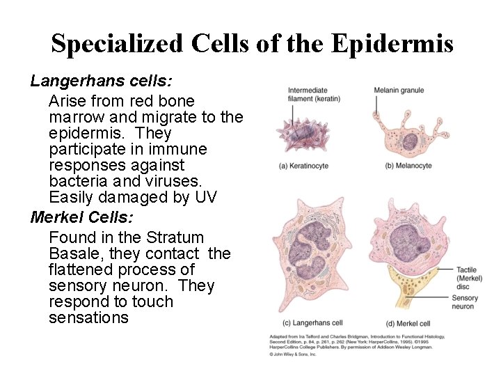 Specialized Cells of the Epidermis Langerhans cells: Arise from red bone marrow and migrate