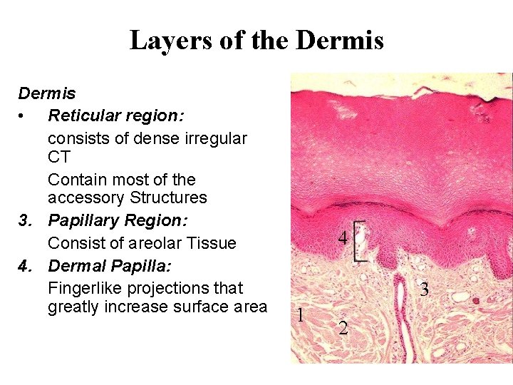 Layers of the Dermis • Reticular region: consists of dense irregular CT Contain most
