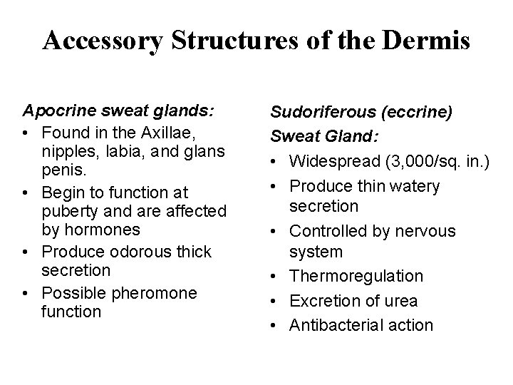 Accessory Structures of the Dermis Apocrine sweat glands: • Found in the Axillae, nipples,