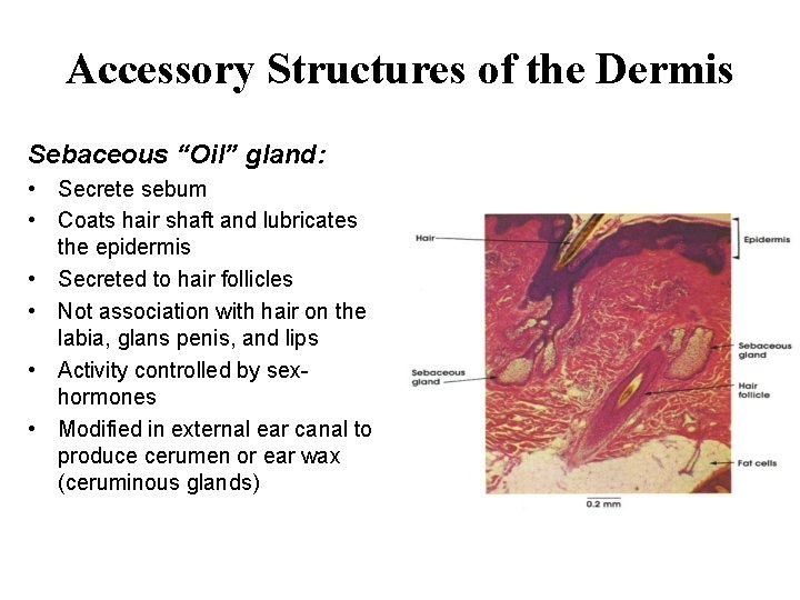 Accessory Structures of the Dermis Sebaceous “Oil” gland: • Secrete sebum • Coats hair