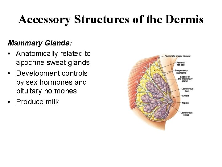 Accessory Structures of the Dermis Mammary Glands: • Anatomically related to apocrine sweat glands