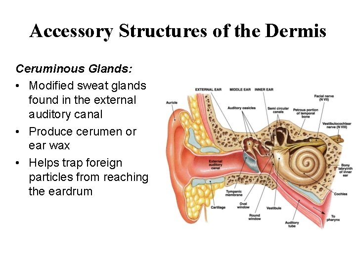 Accessory Structures of the Dermis Ceruminous Glands: • Modified sweat glands found in the