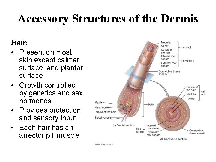 Accessory Structures of the Dermis Hair: • Present on most skin except palmer surface,