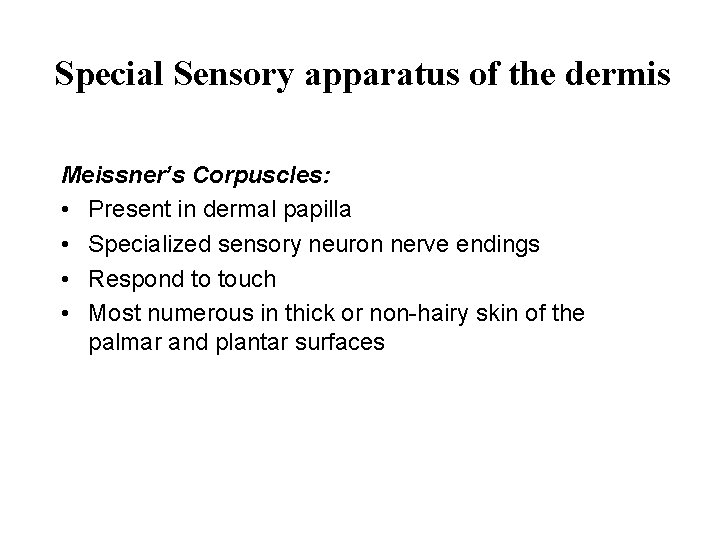 Special Sensory apparatus of the dermis Meissner’s Corpuscles: • Present in dermal papilla •