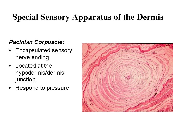 Special Sensory Apparatus of the Dermis Pacinian Corpuscle: • Encapsulated sensory nerve ending •
