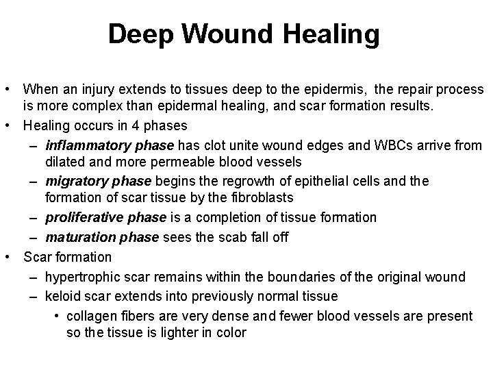 Deep Wound Healing • When an injury extends to tissues deep to the epidermis,