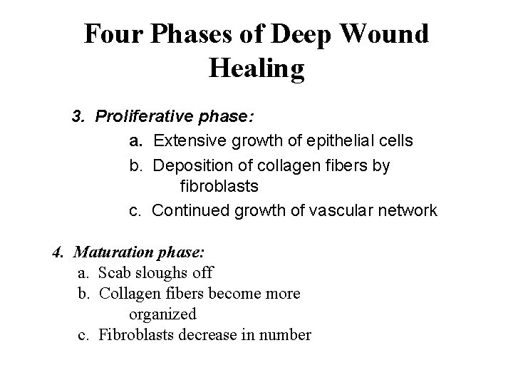 Four Phases of Deep Wound Healing 3. Proliferative phase: a. Extensive growth of epithelial