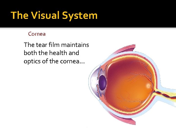 The Visual System Cornea The tear film maintains both the health and optics of