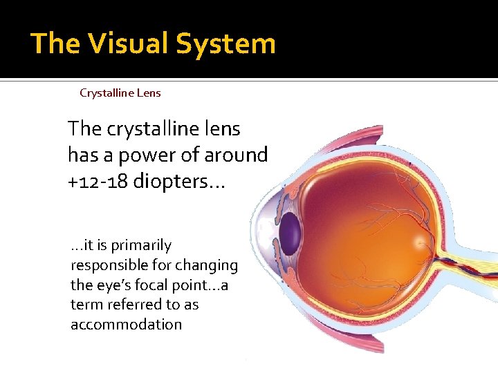 The Visual System Crystalline Lens The crystalline lens has a power of around +12