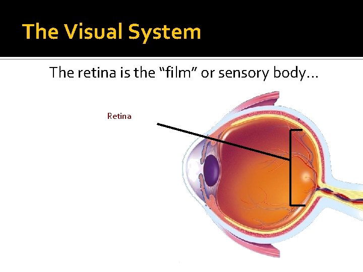 The Visual System The retina is the “film” or sensory body. . . Retina