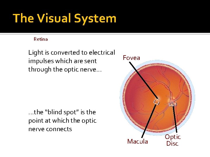 The Visual System Retina Light is converted to electrical impulses which are sent through