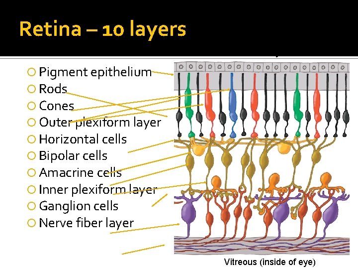 Retina – 10 layers Outside of eye Pigment epithelium Rods Cones Outer plexiform layer