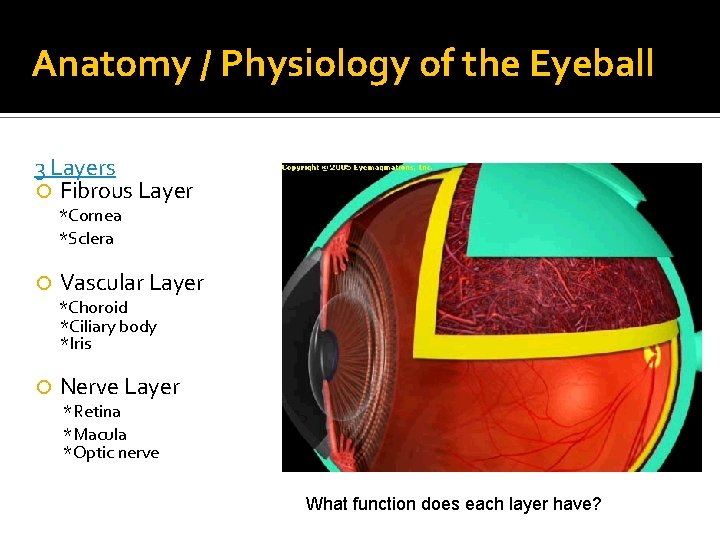 Anatomy / Physiology of the Eyeball 3 Layers Fibrous Layer *Cornea *Sclera Vascular Layer