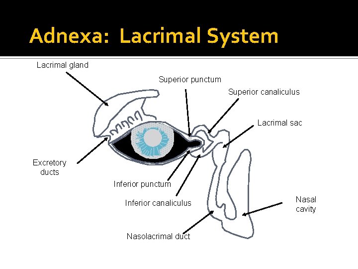 Adnexa: Lacrimal System Lacrimal gland Superior punctum Superior canaliculus Lacrimal sac Excretory ducts Inferior