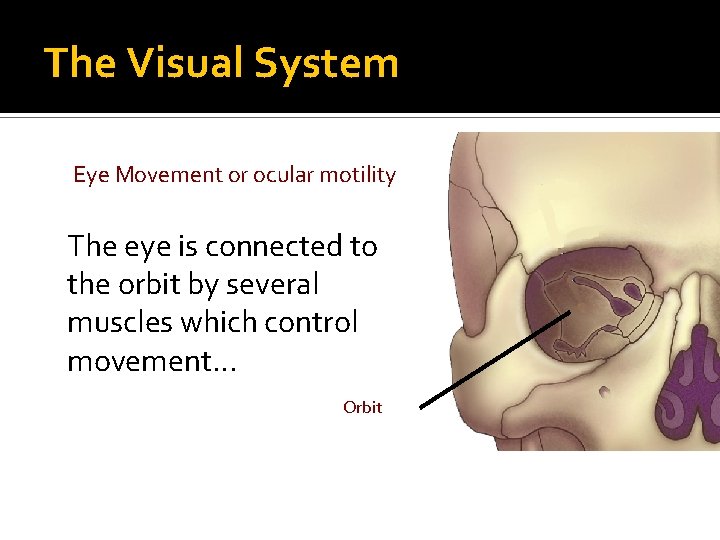 The Visual System Eye Movement or ocular motility The eye is connected to the